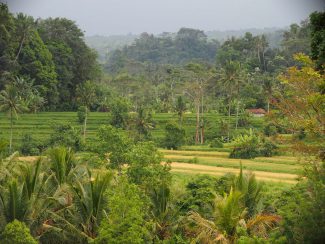 Zicht op de rijstterassen van Sidemen op Bali